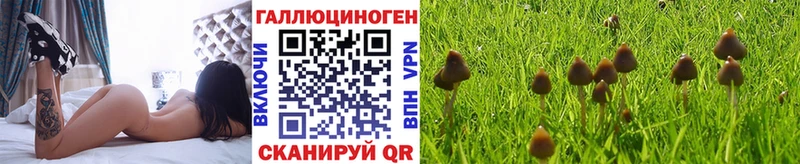 где можно купить   Клин  Псилоцибиновые грибы MAGIC MUSHROOMS 